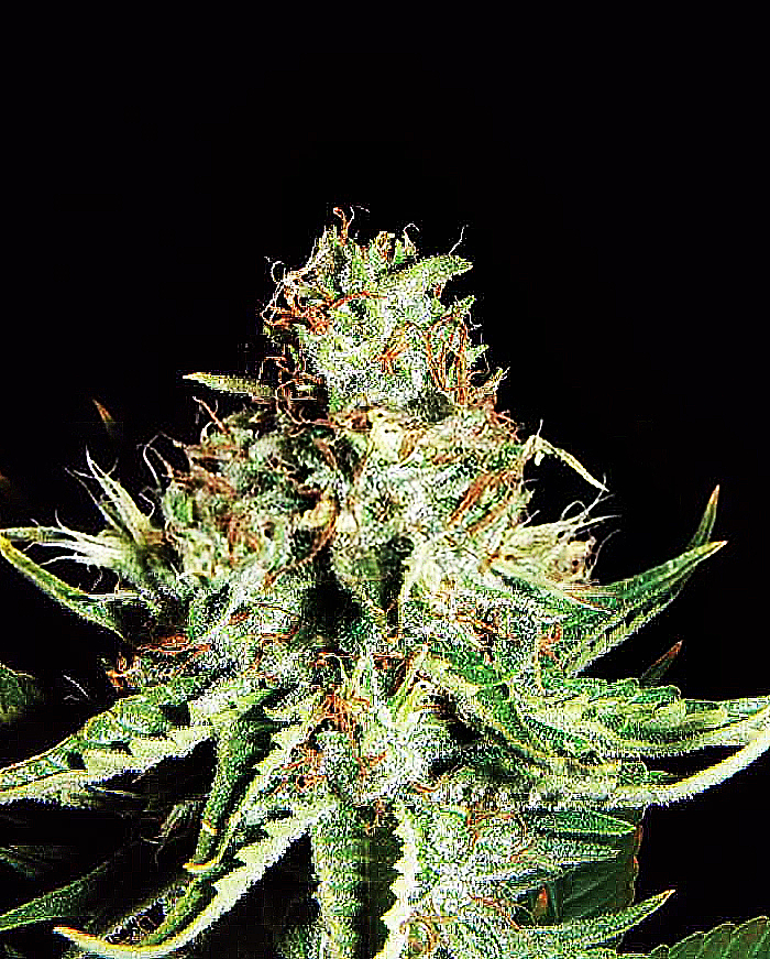 Expert  Cannabis  Seeds  Sweet  Cream  Auto