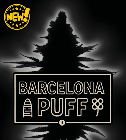 Superior Barcelona Puff Feminised Seeds | Seedstockers Seeds | Cannabis ...