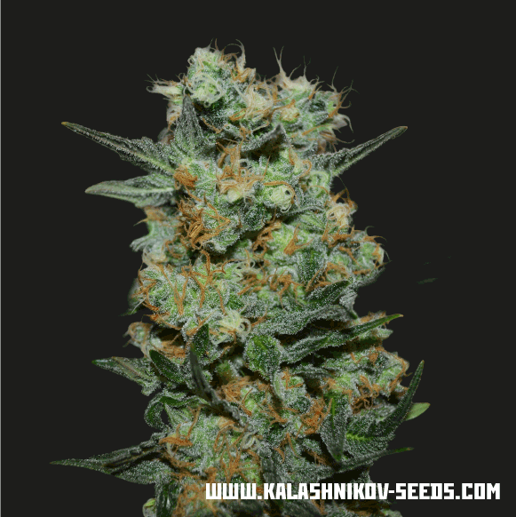 Baikal Express Feminised Seeds | Kalashnikov Seeds | Cannabis Seeds