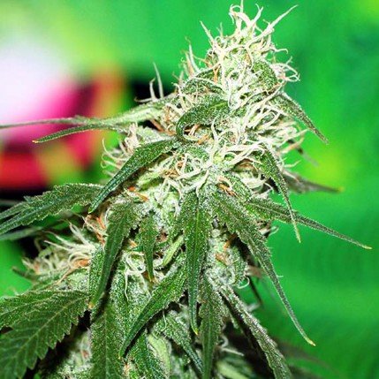 Buzz Bomb Feminised Seeds | Bomb Seeds | Cannabis Seeds