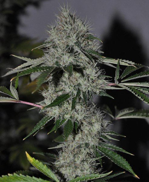 Chem 4 OG Feminised Seeds | Cali Connection | Cannabis Seeds