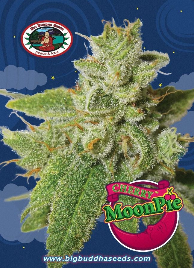 Cherry Moon Pie Feminised Seeds | Big Buddha Seeds | Cannabis Seeds