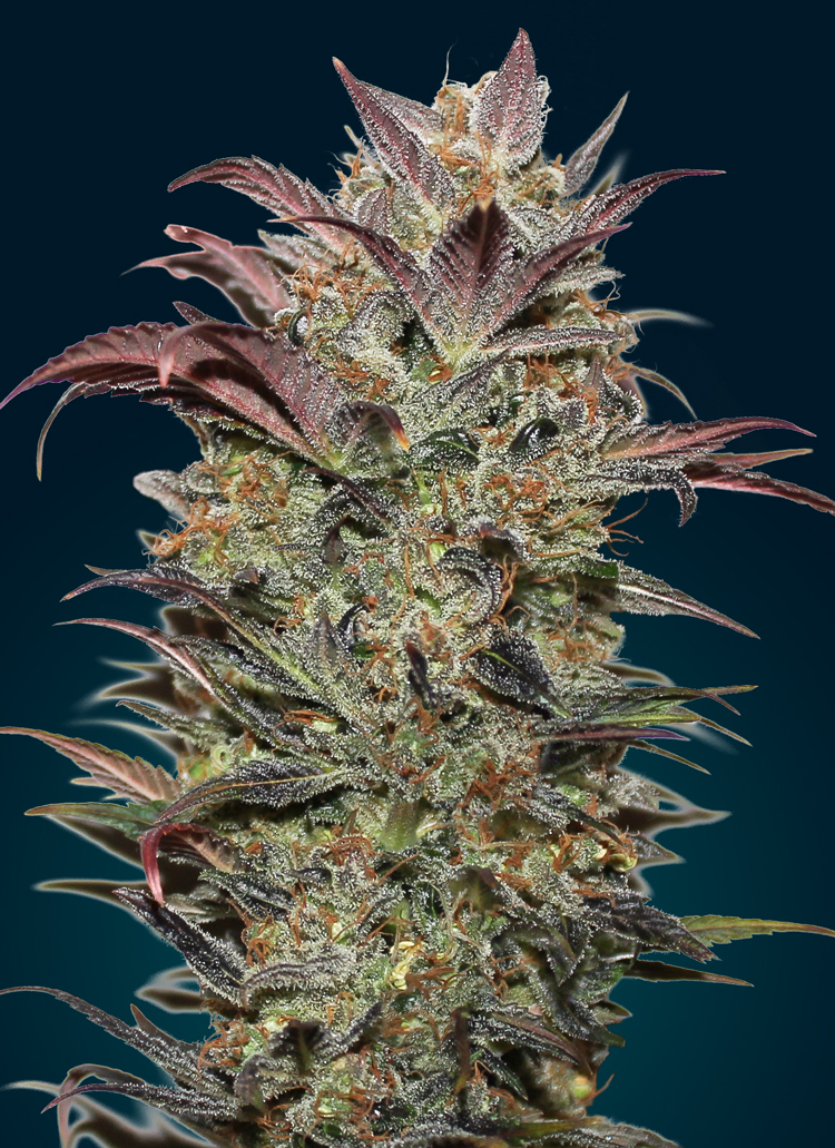 Chocolate Cream Auto Feminised Seeds 00 Seeds Cannabis Seeds