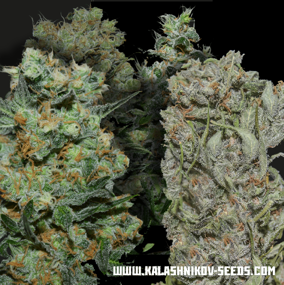 Express Mix Feminised Seeds | Kalashnikov Seeds | Cannabis Seeds