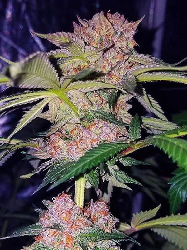 Mimosa Champagne Feminised Seeds | Female Seeds | Cannabis ...