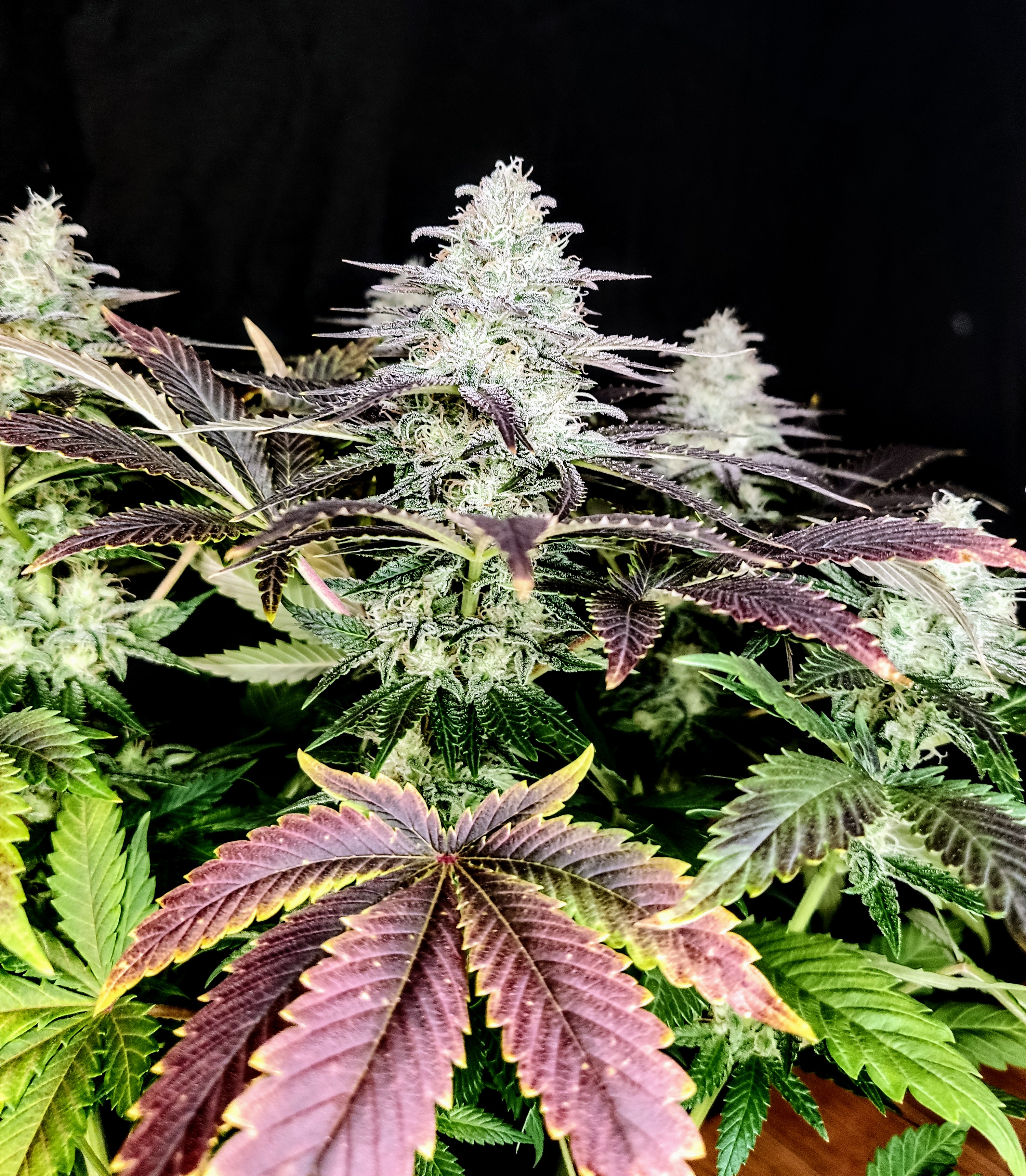 Mimosa