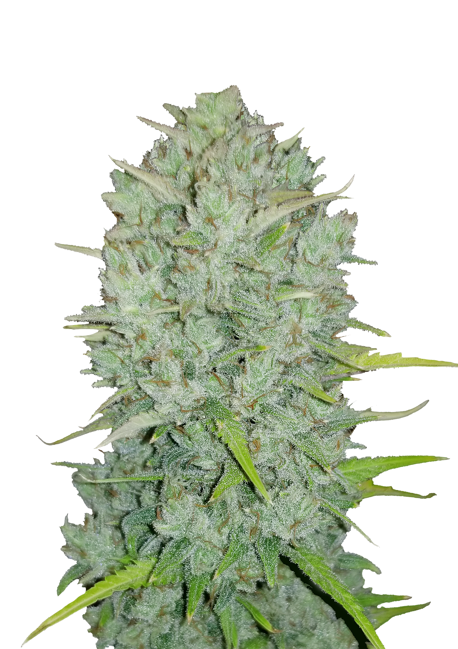 Original Northern Lights Auto Feminised Seeds FastBuds