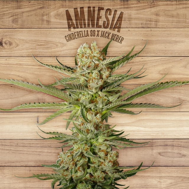 amnesia weed efectos