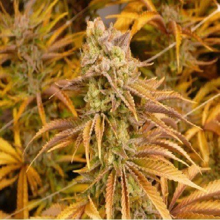 Mothers Milk Regular Seeds | Bodhi Seeds | Cannabis Seeds