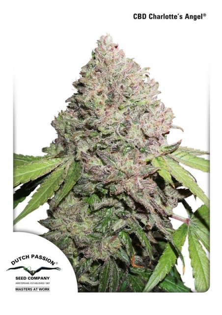 Charlotte's Angel CBD Feminised Seeds | Dutch Passion | Cannabis Seeds