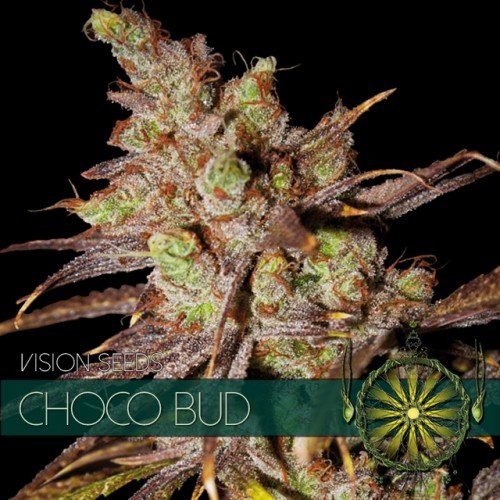 Choco Bud Feminised Seeds | Vision Seeds | Cannabis Seeds