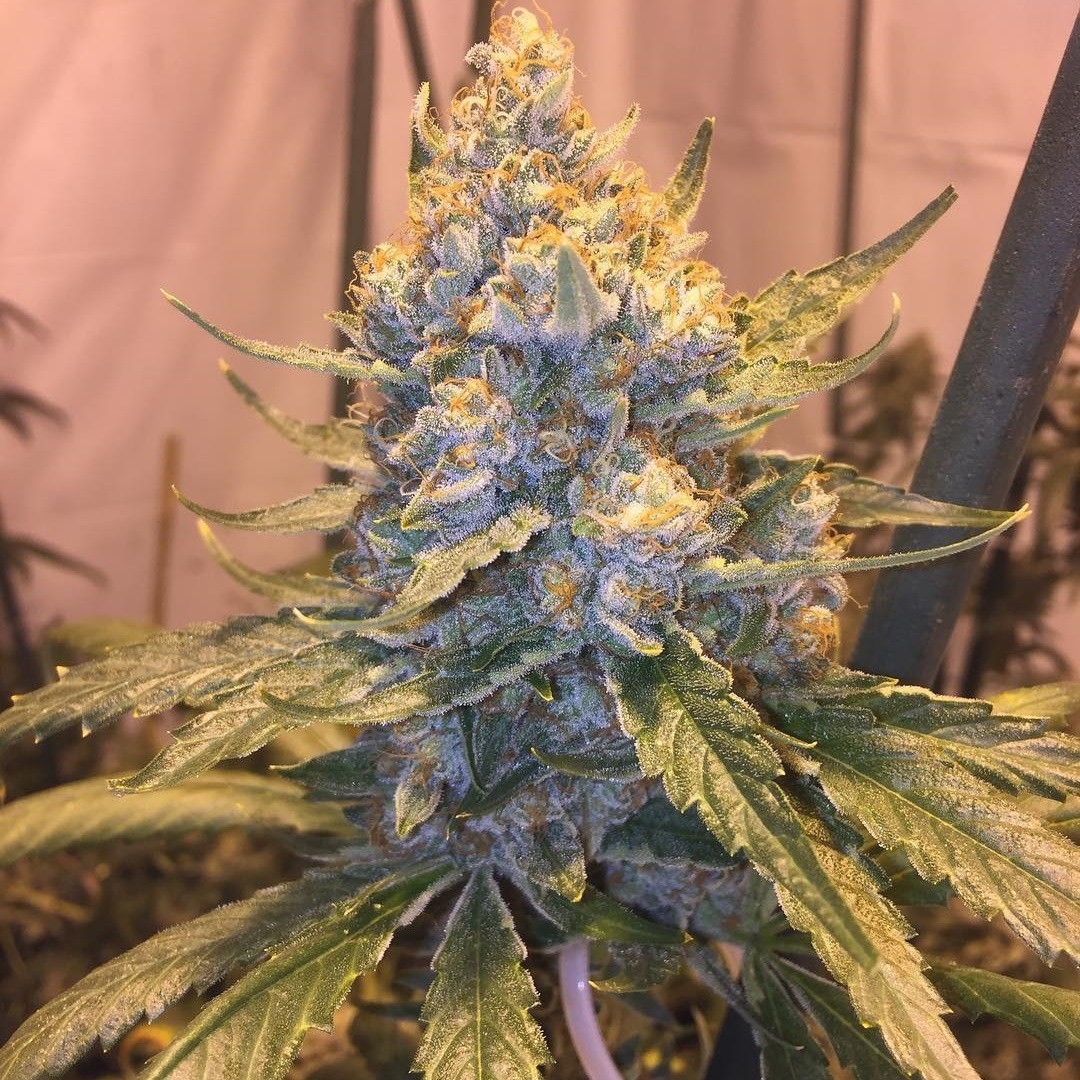 Cocoa Og Regular Seeds Grand Daddy Purple Cannabis Seeds 6753