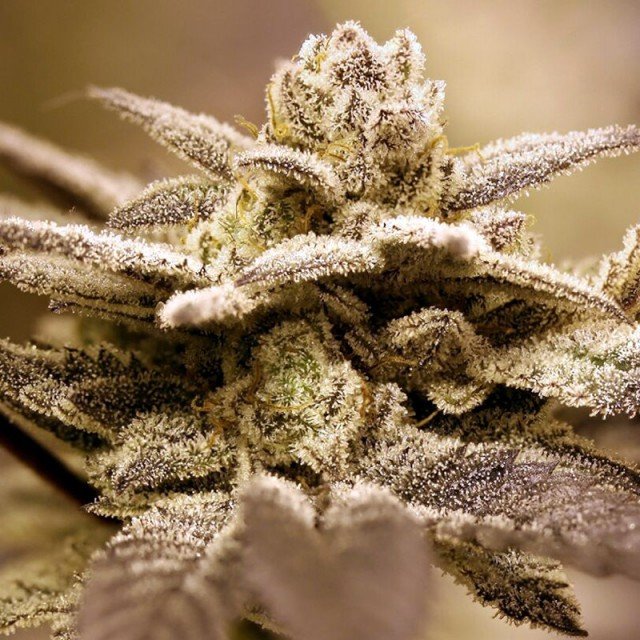 Dark Shadow Haze Regular Seeds Rare Dankness Cannabis Seeds