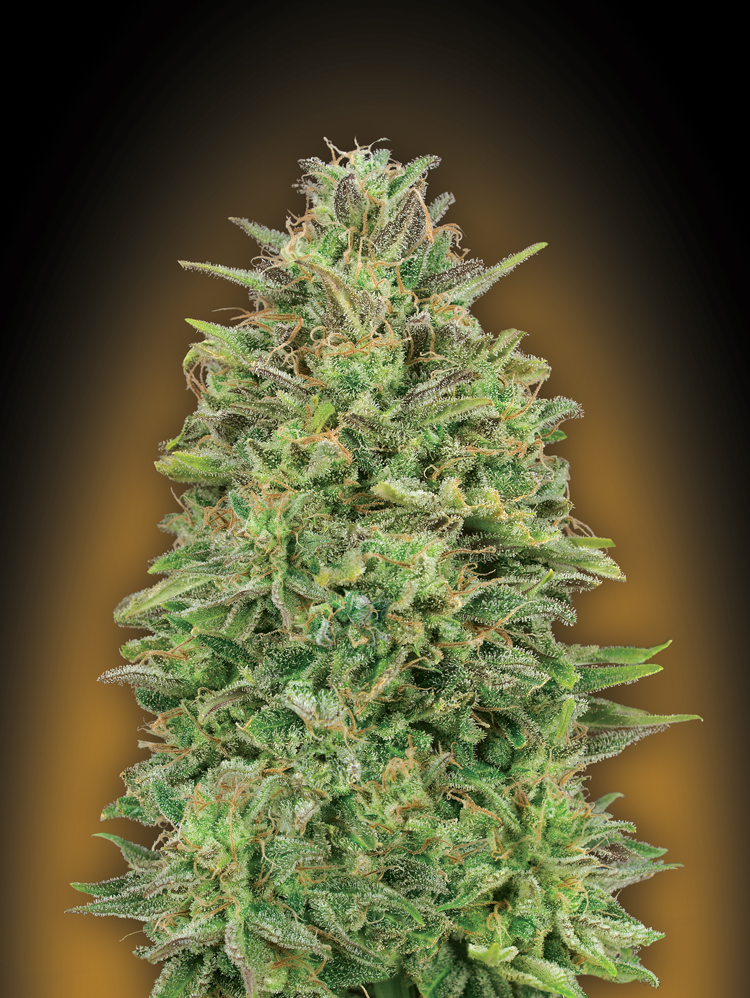 Female Collection #4 Feminised Seeds | 00 Seeds | Cannabis Seeds