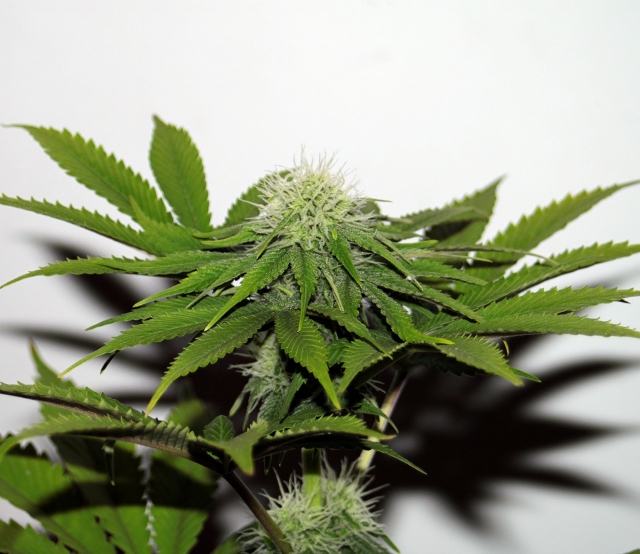 Hash Plant CBD Feminised Seeds Seedsman Cannabis Seeds
