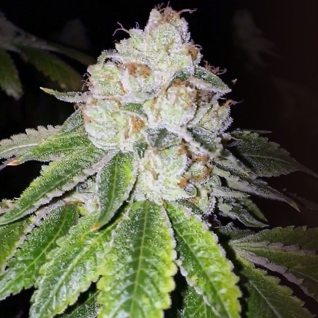 Lemon Tart Feminised Seeds Cali Connection Cannabis Seeds