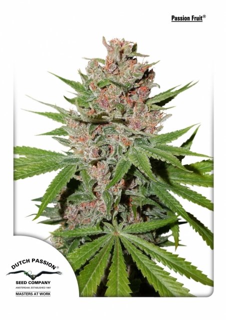 Passion Fruit Feminised Seeds | Dutch Passion | Cannabis Seeds