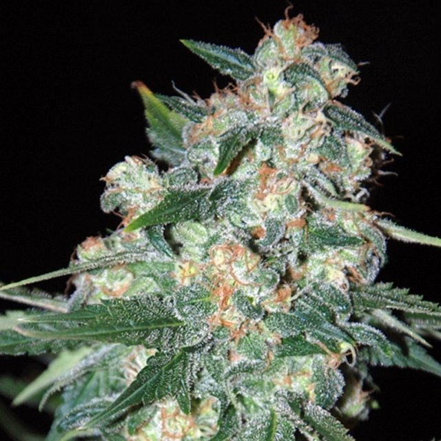 Ketama Feminised Seeds | World Of Seeds | Cannabis Seeds