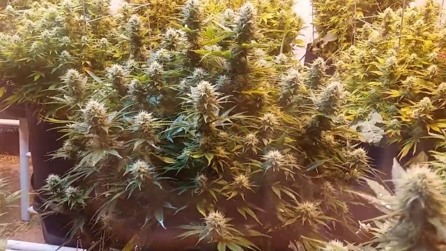Super  Kush  Feminised  Cannabis  Seeds  Phoenix  Cannabis  Seeds 0