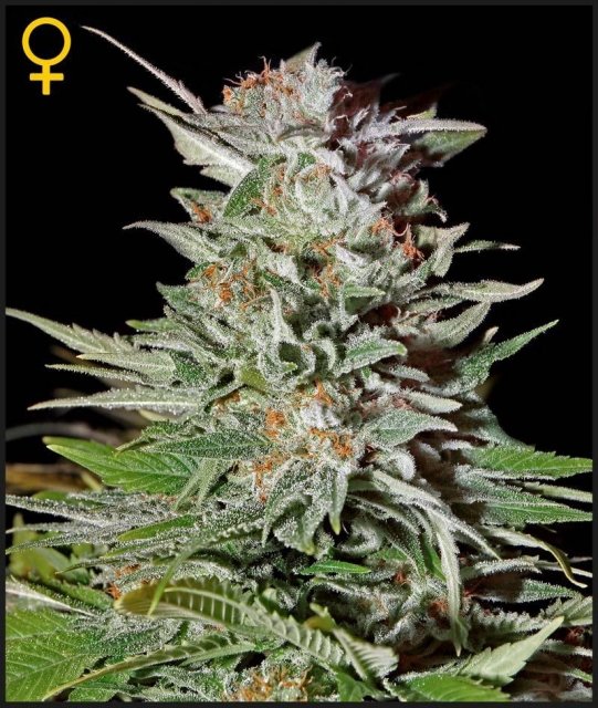 Super  Lemon  Haze  Auto  Greenhouse 0