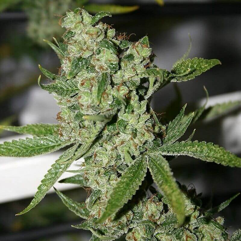 silverback strain genetics silverback strain genetics