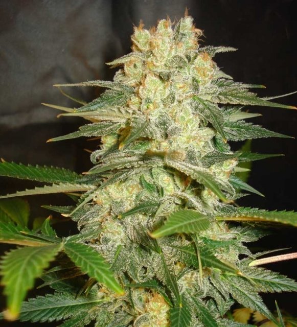 Afghan Kush Ryder Autoflowering Feminised Seeds | World Of Seeds ...