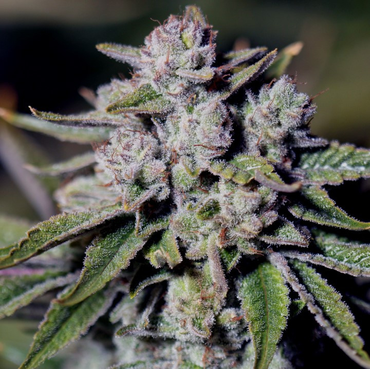 Sour Glue Feminised Seeds | Medical Seeds | Cannabis Seeds