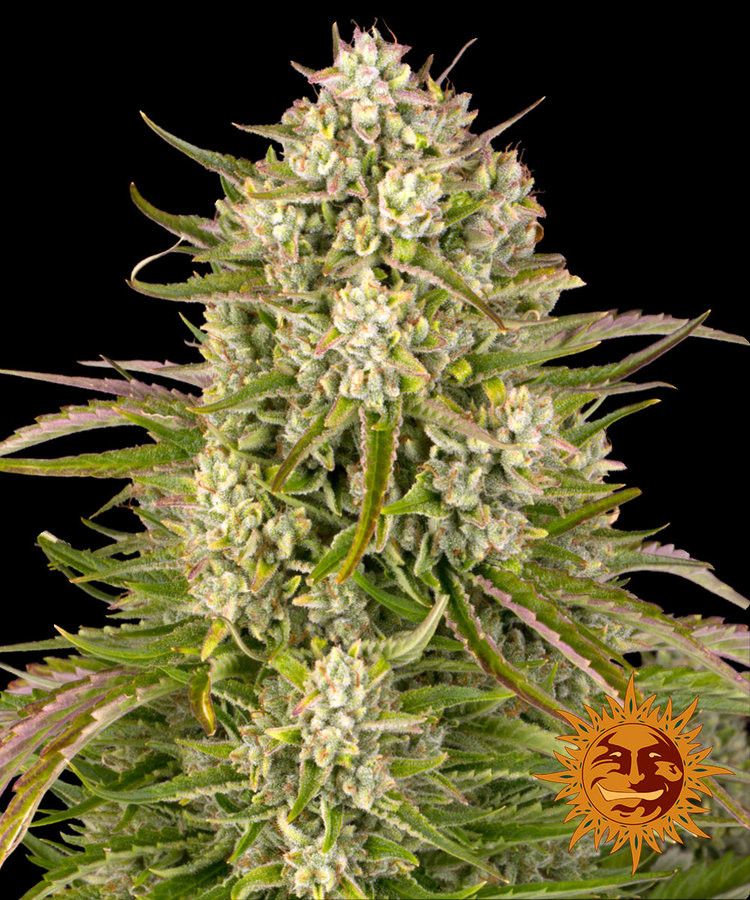 Wedding Cake Auto Feminised Seeds | Barneys Farm | Cannabis Seeds