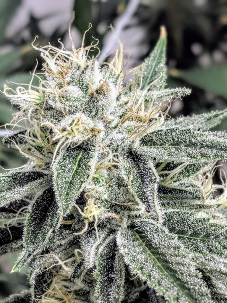 Afgoo Overdrive Regular Seeds | Subcool Seeds TGA Genetics | Cannabis Seeds