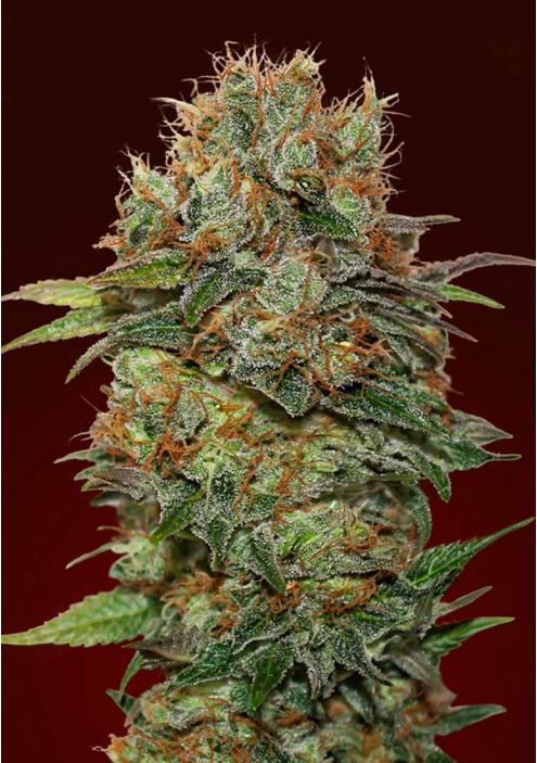 big farm mobile harvest apple seeds big farm mobile harvest apple seeds