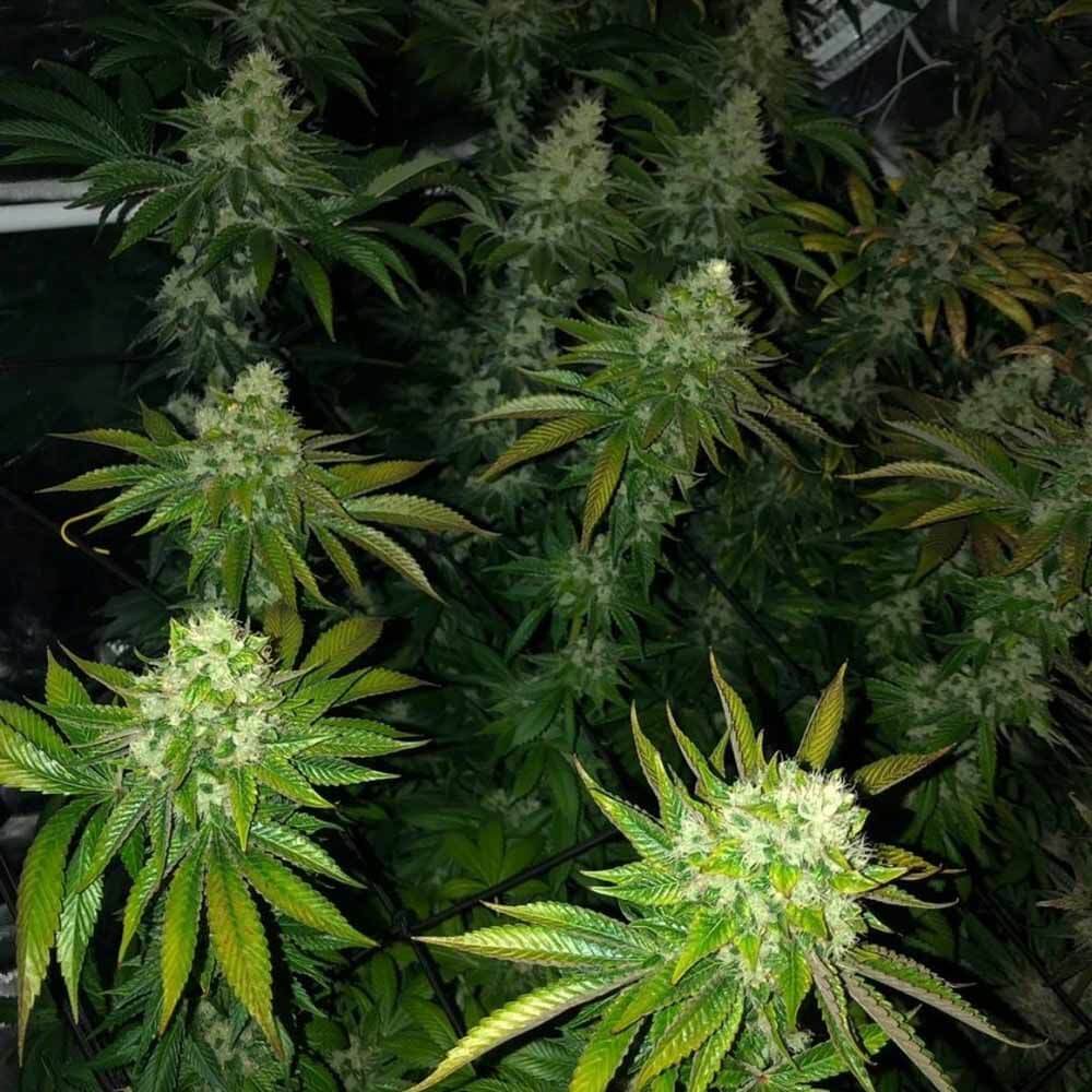 roid-rage-limited-edition-regular-seeds-dark-horse-genetics