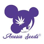 Anesia  Cannabis  Seeds