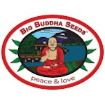 Big Buddha Cannabis Seeds