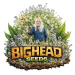 Bighead  Cannabis  Seeds