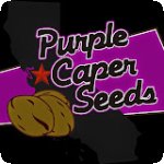 Purple  Caper  Cannabis  Seeds