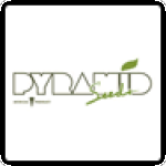 Pyramid Cannabis Seeds