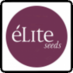 Elite Seeds Cannabis Seeds