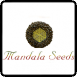 Mandala Seeds Cannabis Seeds