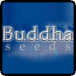 Buddha Seeds Cannabis Seeds