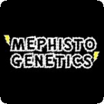 Mephisto Genetics Cannabis Seeds