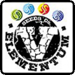 V Elementum Seeds Cannabis Seeds