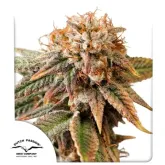 Dutch  Passion  Cannabis  Seeds  Auto  Kingston  Punch