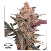 Dutch  Passion  Cannabis  Seeds  Blue  Applez