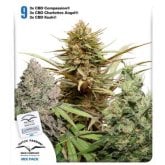 Dutch  Passion  Cannabis  Seeds  Cbd  Rich  Feminised  Mix