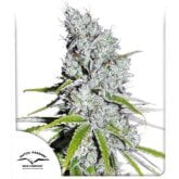 Dutch  Passion  Cannabis  Seeds  Cbd  Skunk  Haze