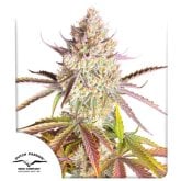Dutch  Passion  Cannabis  Seeds  Fruit  Bomb  Punch