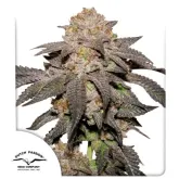Dutch  Passion  Cannabis  Seeds  Kingston  Punch