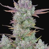 Fast  Buds  Cannabis  Seeds  Gorilla  Cookies  Auto