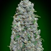 Oo  Cannabis  Seeds  Auto  Afghan  Mass  Xxl