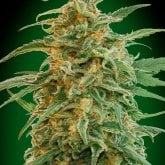 Oo Cannabis Seeds Auto Gorilla